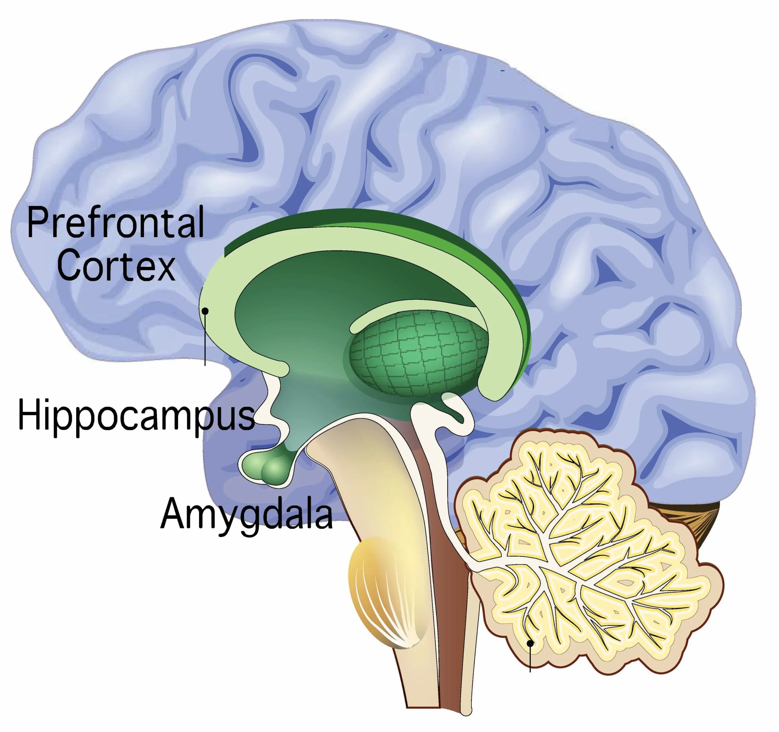 The Scientific Role of Mindfulness in Reducing Overwhelm